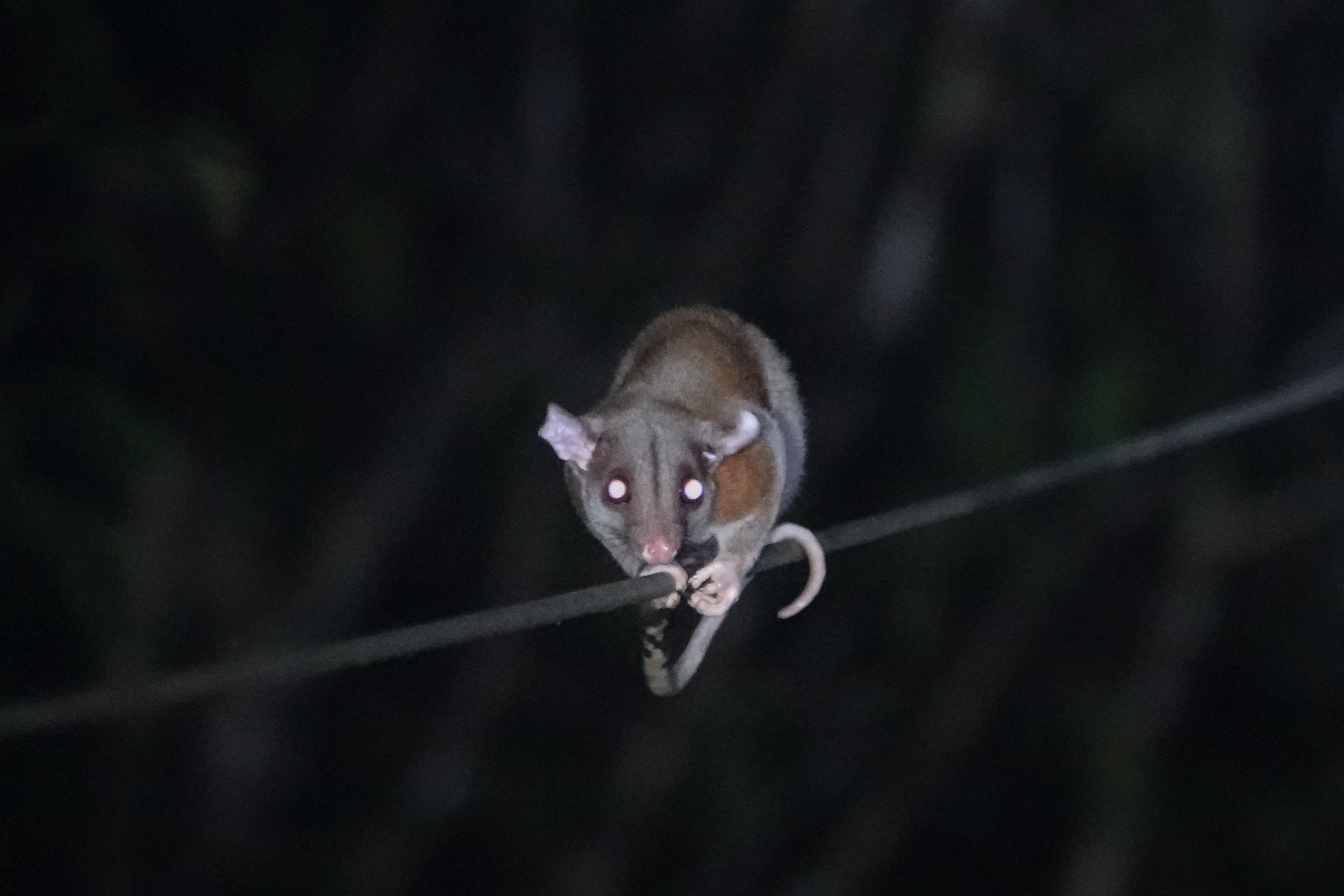 Petit mammifère nocturne
